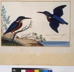 Ganzseitig: Tierstudie, ca. 1650-75