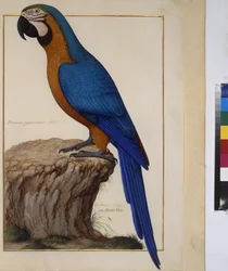 Ganzseitig: Tierstudie, um 1650-75