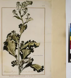 Ganzseitig: Pflanzenstudie, ca. 1650-75