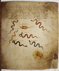 Sieben Reptilien