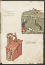 Vollseite: Text und Miniaturen: "Fasani" - "Pavone"