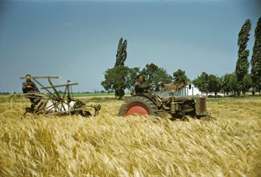 Ernte in einer ungarischen Genossenschaft, Puszta, Ungarische Tiefebene, Ungarn