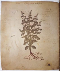 Teucrium scordium