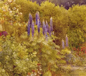 Lupinen