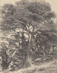 Gruppe von Zedernbäumen, Berg Libanon