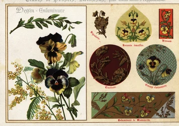 Bilder von Stiefmütterchen und Mimose aus Manuskripten und deren Anwendung
