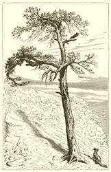 Der Fuchs und die Crew