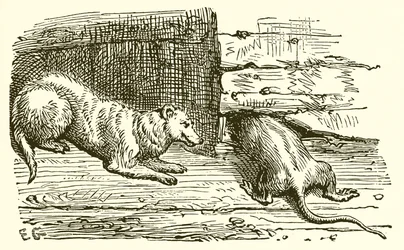 Die Maus und das Wiesel