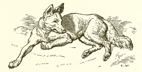 Der Wolf im Schafspelz