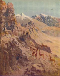 Guanako, 1916