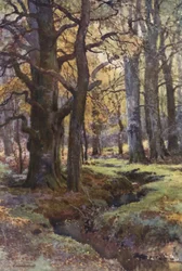Im Mallard Wood