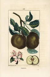 Apfelbaum, Malus domestica, mit Zweig, Blatt, Frucht, Blüte und reifer Frucht im Querschnitt mit Samen. Handkolorierter Kupferstich von Lambert Junior nach einer Zeichnung von Ernestine Panckoucke aus Chaumeton, Poiret und Chamberet