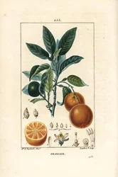 Bitterorange, Citrus aurantium, mit Zweig, Blatt, Blüte, reifen und unreifen Früchten und Querschnitt durch die Frucht. Handkolorierte Punktkupferstich von Lambert Junior nach einer Zeichnung von Ernestine Panckoucke aus Chaumeton, Poiret und Chamberet