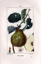 Botanische Tafel: Quittenbaum, Pyrus oblonga, zeigt Frucht, Blüte, Blätter, Zweig und Fruchtquerschnitt