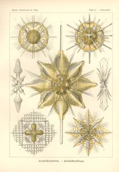 Acanthometra - Stachelstrahlinge, Pl.21 aus 