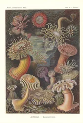 Actiniae - Seeanemone, Pl.49, aus 