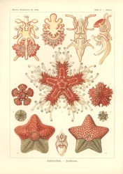 Asteridea - Seestern, Pl.40 aus 