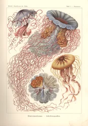 Discomedusae - Scheibenquallen, Pl. 8 aus 