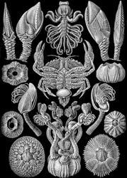 Illustration von Cirripedia aus "Kunstformen der Natur" 1904