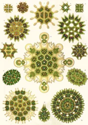 Varianten von Pediastrum aus 