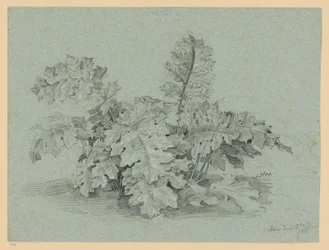 Akanthus-Staude