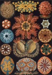 Ascidiae, Tafel 85 aus 