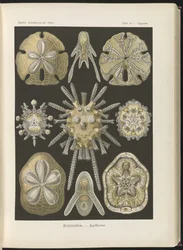 Echinidea: Seeigel und Sanddollars