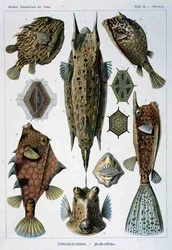 Ostraciontes, Tafel aus Kunstformen der Natur