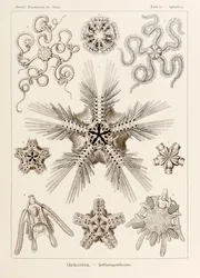 Tafel 10 Ophiothrix Ophiodea aus 