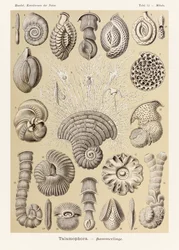 Tafel 12 Miliola Talamophora aus 