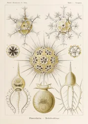 Tafel 1 Circogonia Phaeodaria aus 
