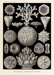Tafel 9 Maeandrina Hexacoralla aus 