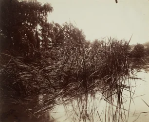 Schilf, Teich von Plessis-Piquet