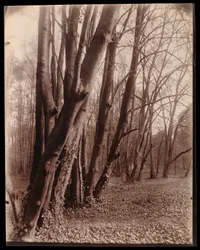 Der Park von Saint-Cloud