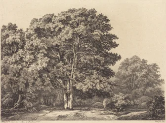 Eingang zu einem Wald