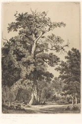 Alter Eiche im Bois de Boulogne