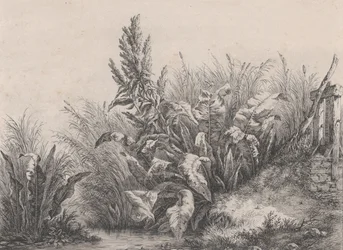 Große Wasserdockpflanze, 1840