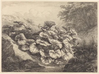 Großes Huflattich, 1843