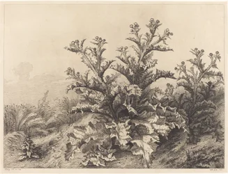 Große Distel
