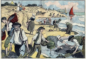 Die Bewohner der Küste von Thouais ernten Muscheln. Kernevel, Finistère (29), Bretagne. Illustration von Damblans. In „Le Pelerin“ vom 31. August
