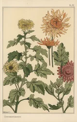 Chrysantheme botanische Studie