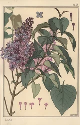 Flieder botanische Studie