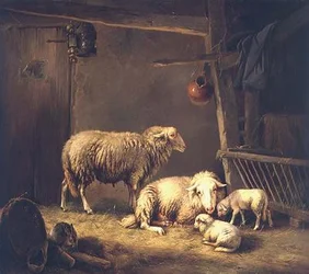 Schafe in einer Scheune