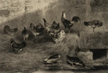 Hühner und Enten