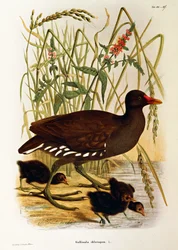 Illustration aus Eugenio Bettonis „Naturgeschichte der in der Lombardei nistenden Vögel“, ein Teichhuhn, Gallinula chloropus, darstellend, von Oscar Dressler