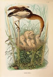 Illustration aus Eugenio Bettonis "Naturgeschichte der Vögel, die in der Lombardei nisten" darstellend Zwergdommel Ixobrychus minutus, von Oscar Dressler