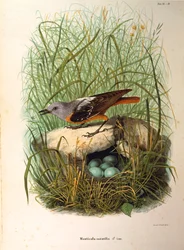Illustration aus Eugenio Bettonis "Naturgeschichte der Vögel, die in der Lombardei nisten" darstellend Steinrötel Monticola saxatilis Weibchen am Nest, von Oscar Dressler
