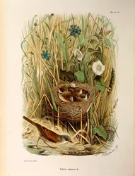 Illustration aus Eugenio Bettonis "Natural History of Birds that Nest in Lombardy" (Whitethroat)