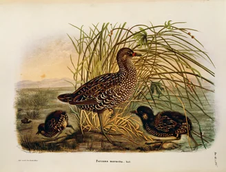 Illustration aus Eugenio Bettonis "Natural History of Birds that Nest in Lombardy" (Spotted Crake)