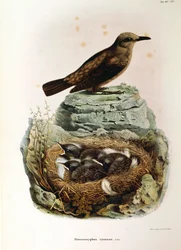 Illustration aus Eugenio Bettonis "Natural History of Birds that Nest in Lombardy" (Blue Rock Thrush)
